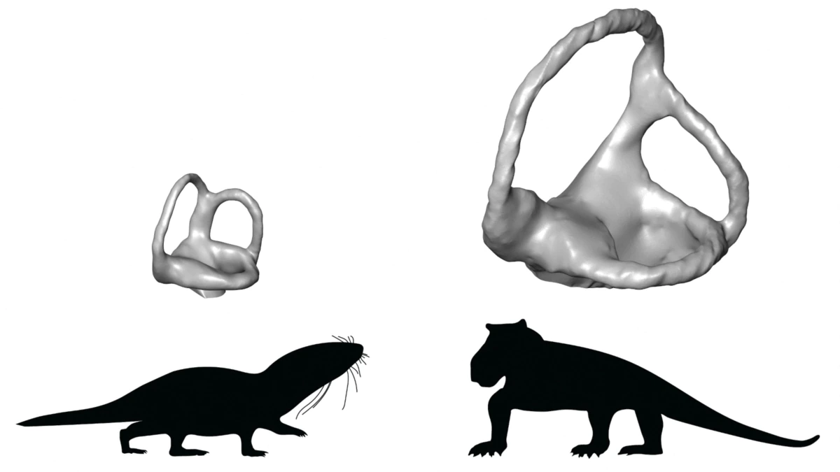 Scientists examine the inner ear to determine the beginnings of mammals