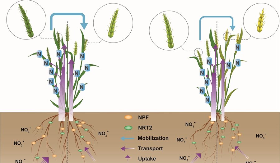 Molecular basis of the high nitrogen use efficiency of a wheat variety