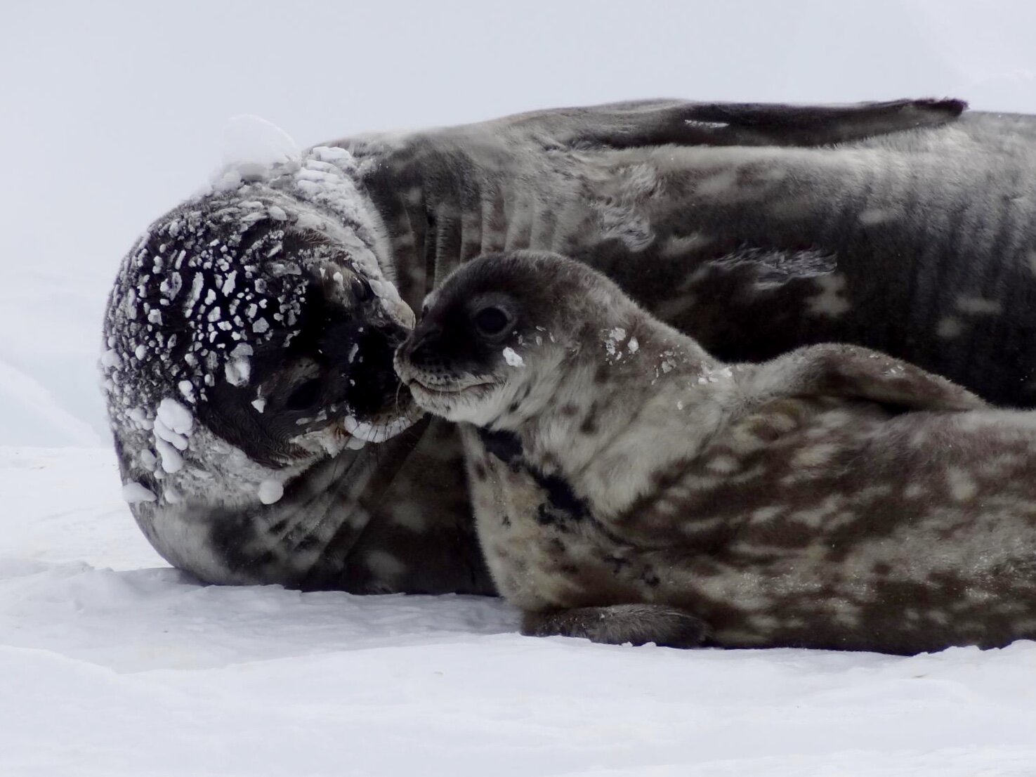 Weddell seal mothers sacrifice diving capacity to provide pups with iron;  Climate change could increase vulnerability