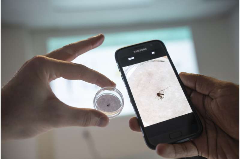 Global dashboard tracking invasive mosquitoes that transmit deadly diseases