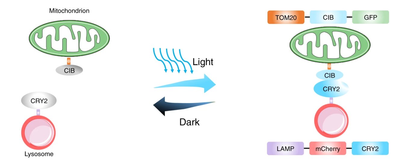 Restore cell function with light