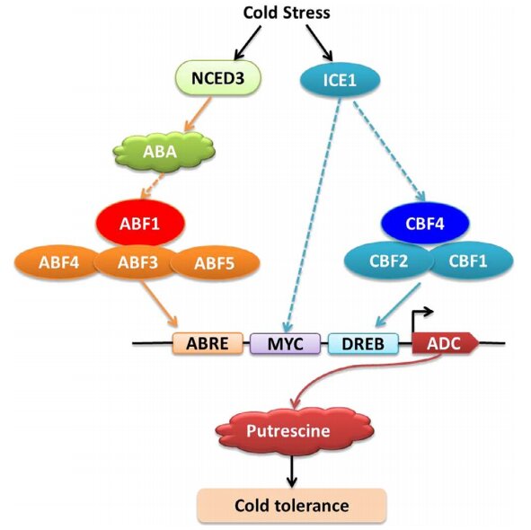 How do PA, ABA, and CBF pathways synergistically regulate the cold tolerance of melons?