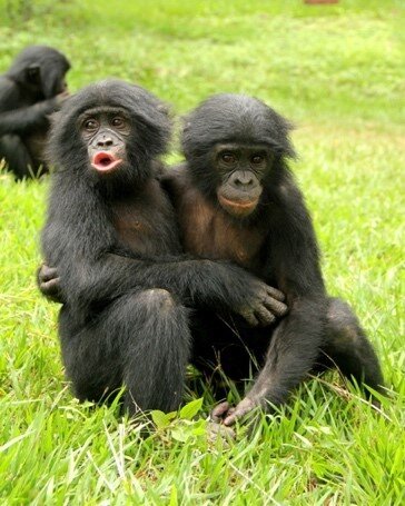 Bonobos are comforted by bystanders when they emit "baby-like" signals to express their emotional distress