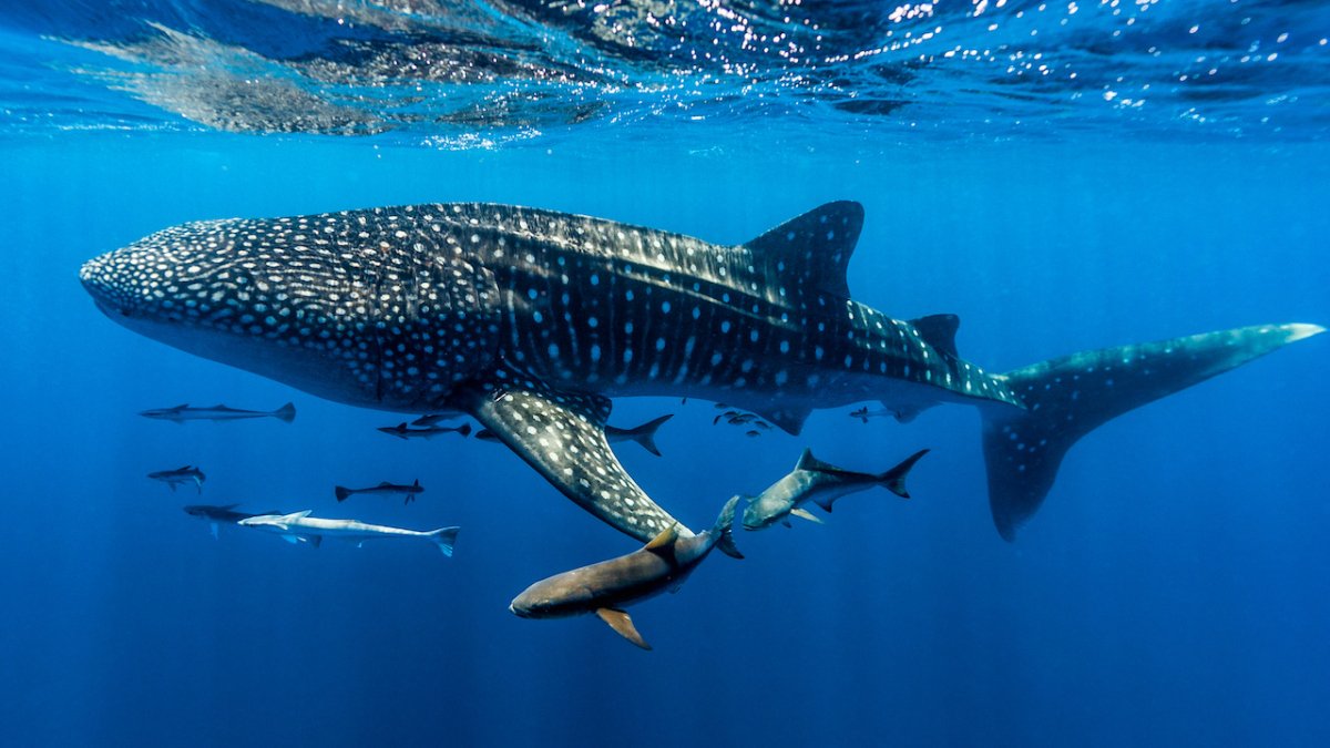 The largest fish in the world is very mysterious and endangered