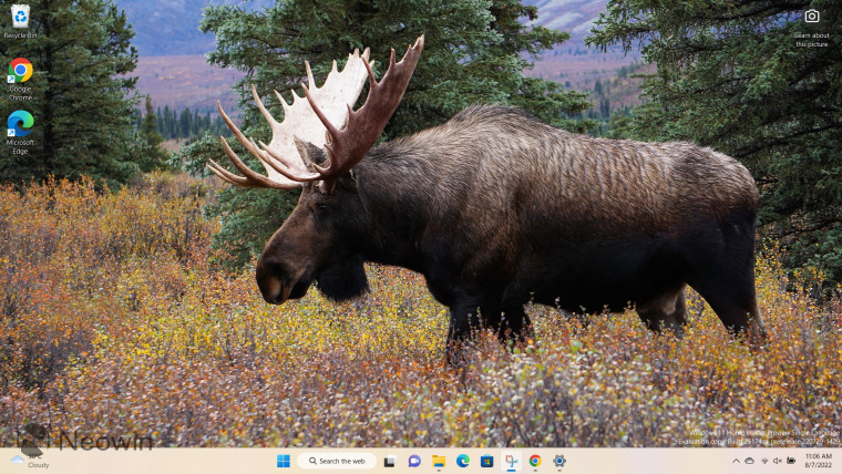 A Windows 11 desktop spotlight wallpaper with a moose in the boxes