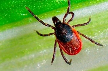 US, Europe begin testing first possible Lyme disease vaccine in 20 years - National  Globalnews.ca