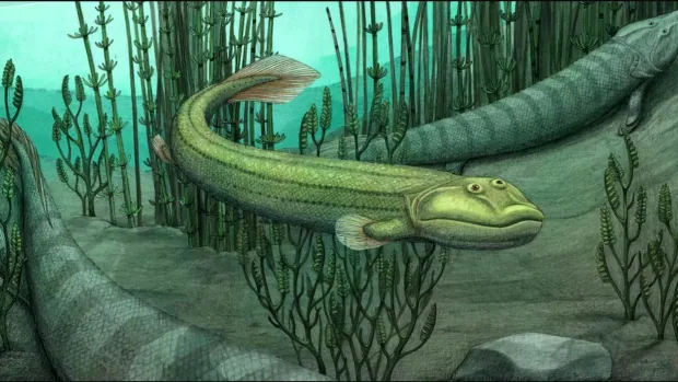 Nunavut's ancient Qikiqtania fish fossil helps shed new light on evolution |  CBC News