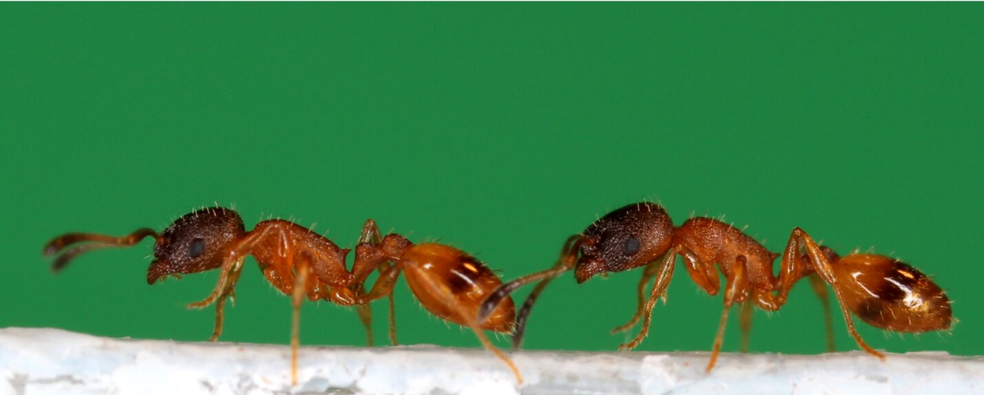 Robot helps uncover how ants pass on knowledge