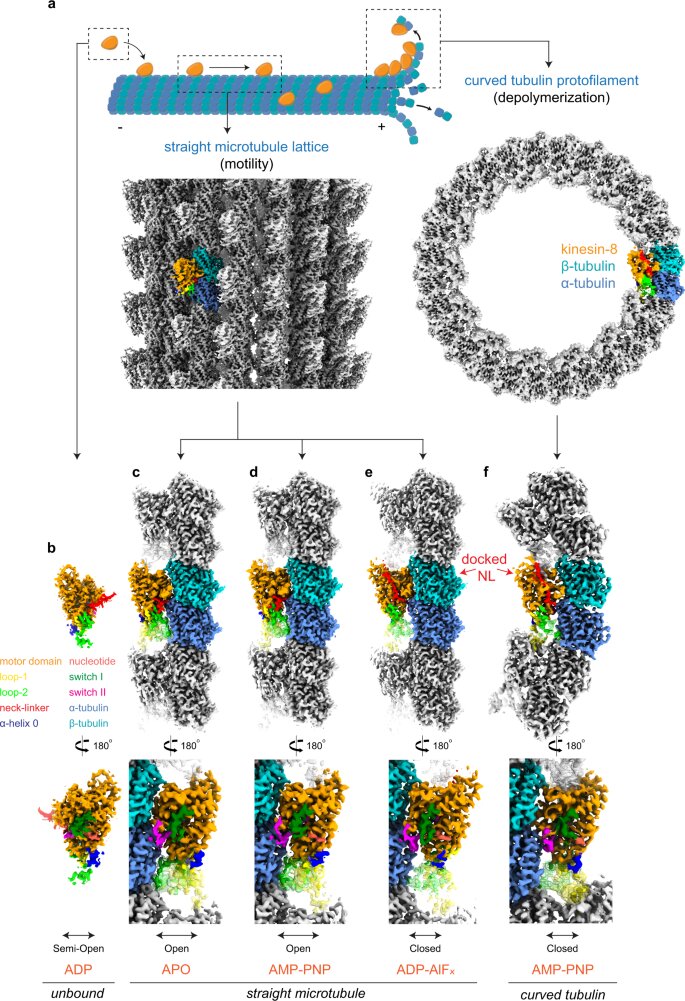 Understanding how motor proteins shape our cells