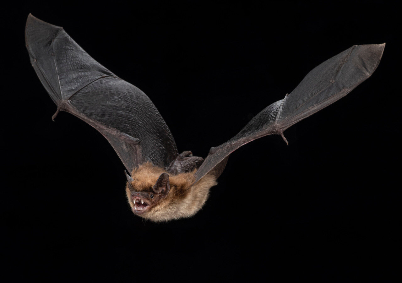 Hibernation slows biological aging in bats