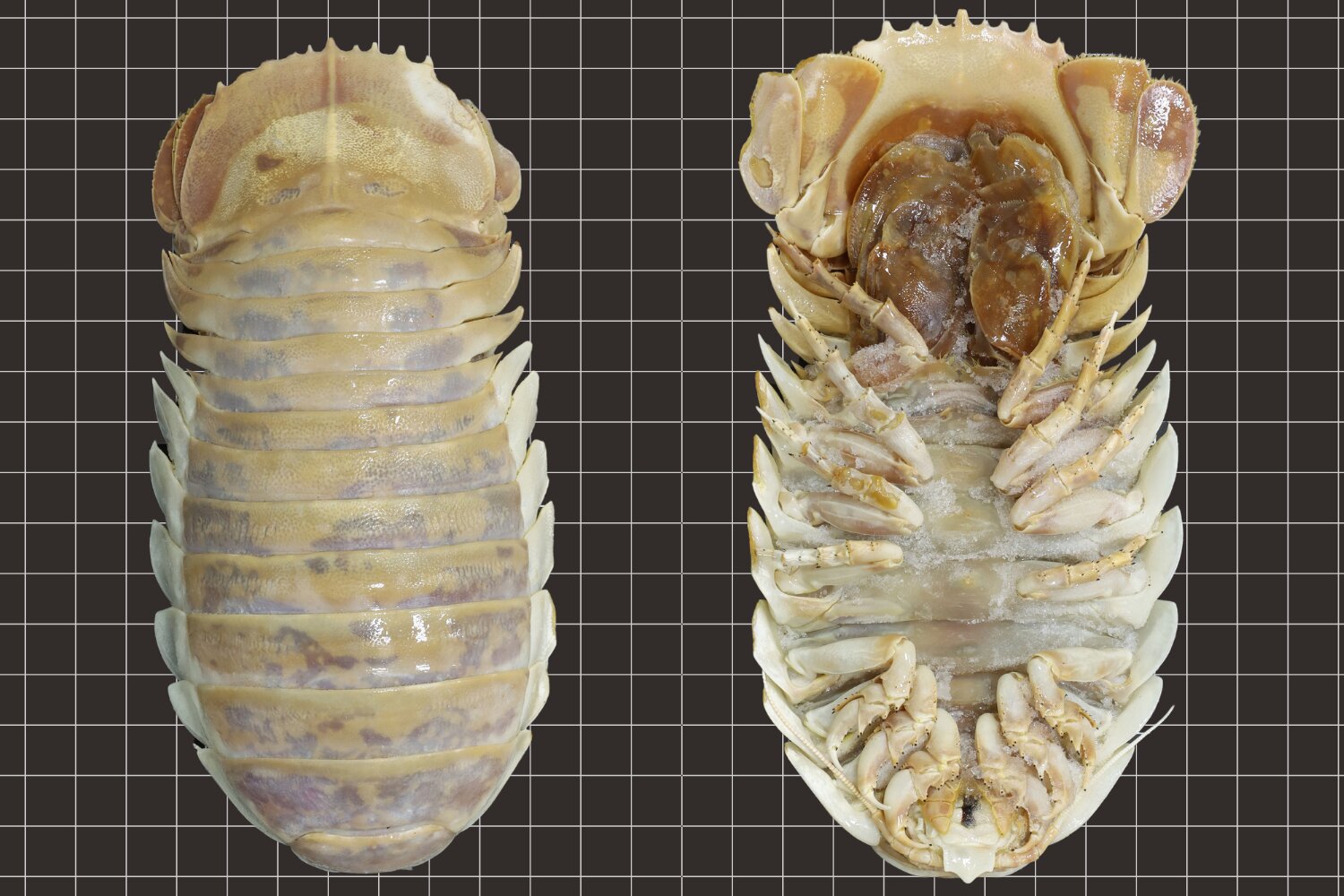 New giant sea isopod discovered in the Gulf of Mexico