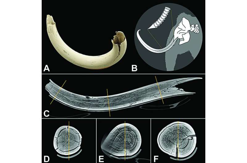 CT scanner captures entire tusk of woolly mammoth