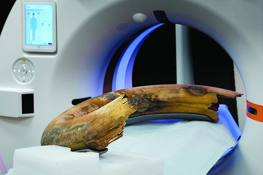 CT scanner captures entire tusk of woolly mammoth