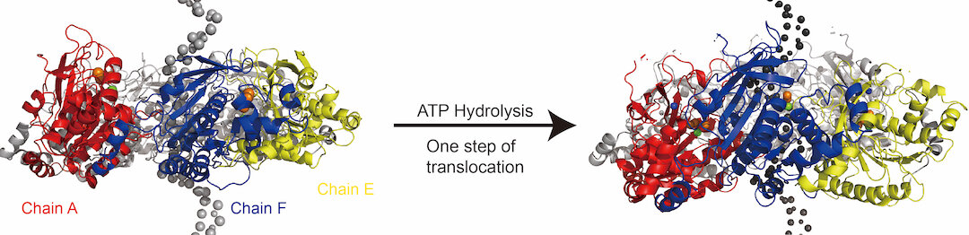 Research team models moving 'washers' that help DNA replication