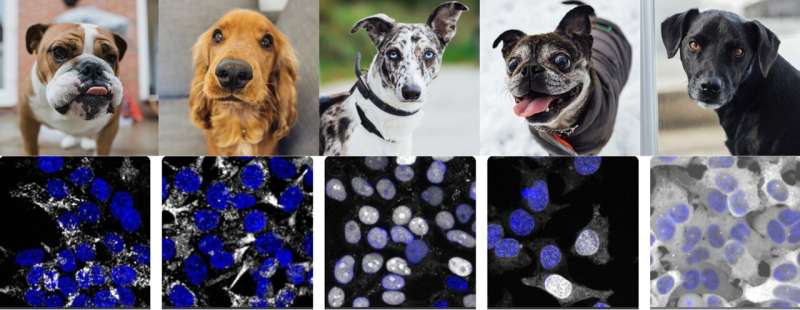 What new cell biology can AI reveal just by looking at pictures?  A lot of!