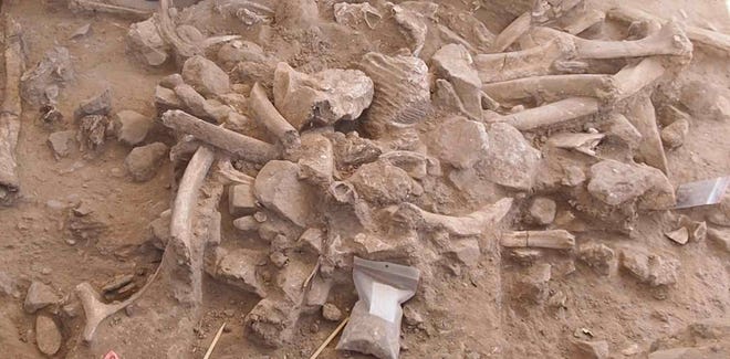 A pile of bones from excavations in New Mexico.  This random mix of ribs, broken skull bones, a molar, bone fragments, and chunks of rock is a heap of rubbish from the slaughtered mammoths.  It was kept under the skull and tusks of the adult mammoth.