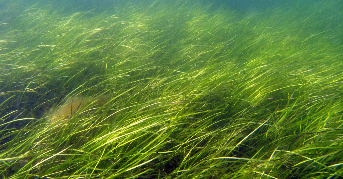 Legacy of ancient Ice Ages shapes how seagrasses respond to environmental threats today  Smithsonian Institution