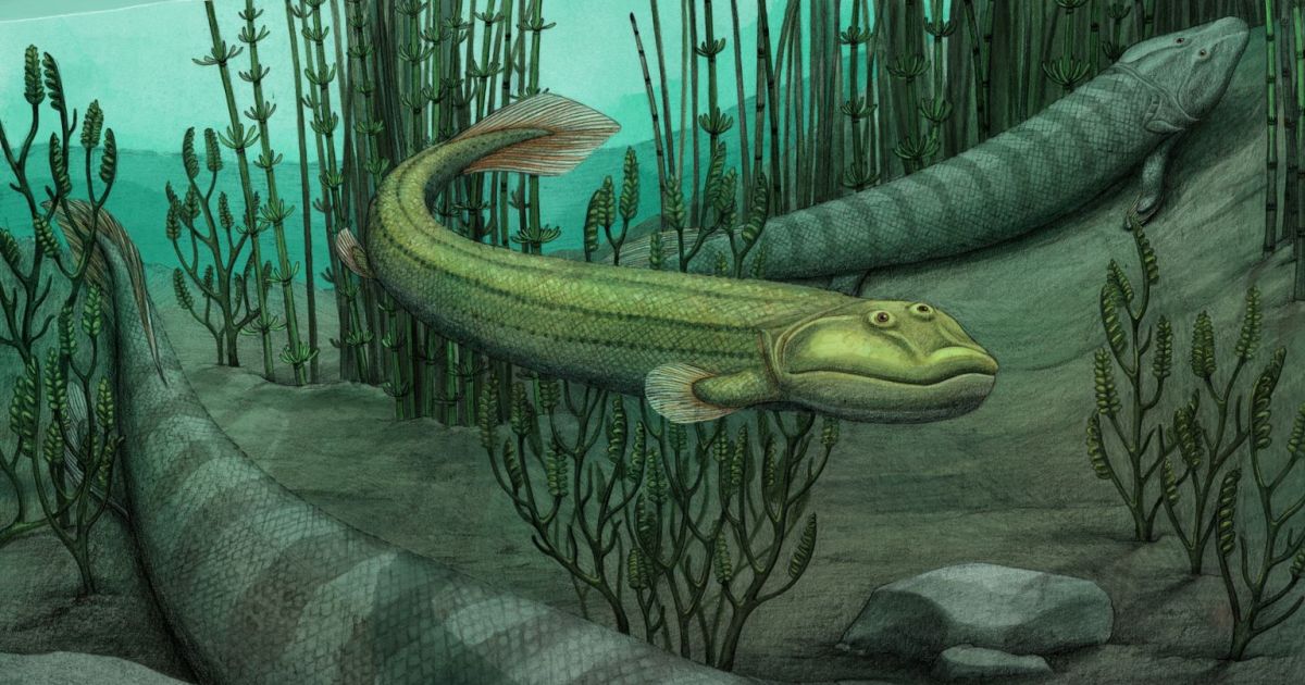 Meet Qikiqtania, a fossil fish that stayed in the water while others ventured onto land