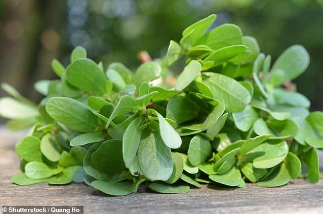 Purslane can be an avid gardener's nightmare, but a new study might make you think twice about getting rid of the weed