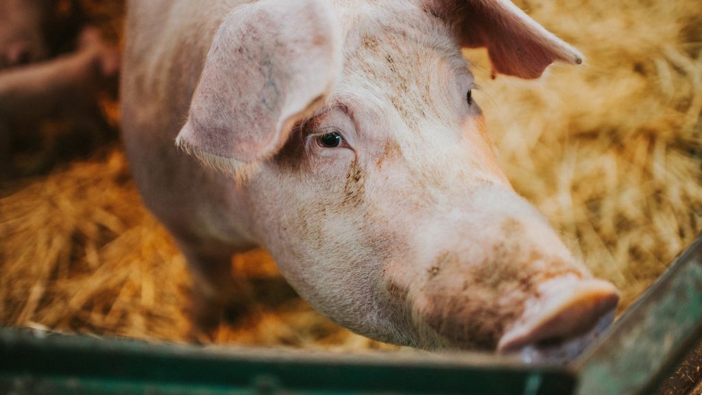 close up of a pig in a hay-lined pen