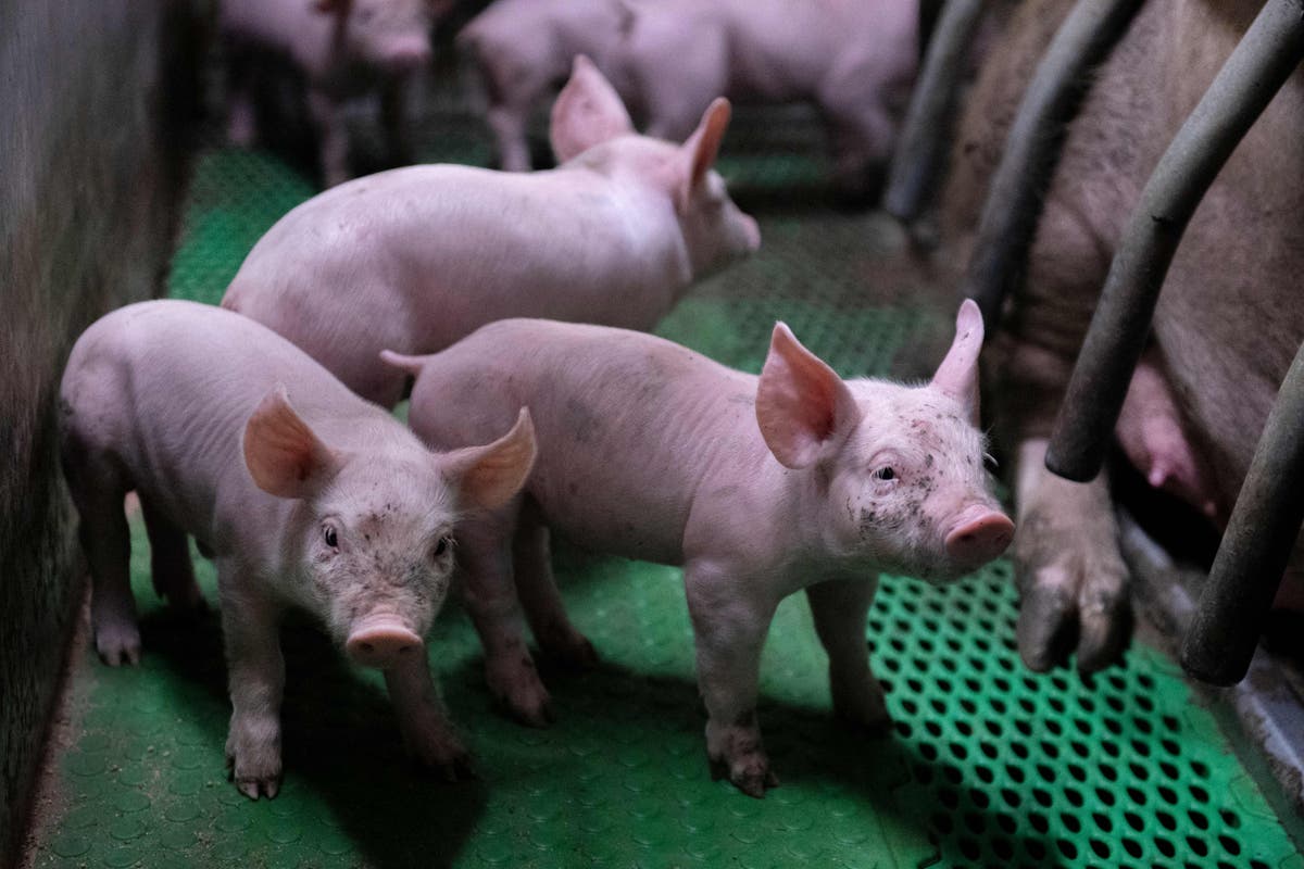 Scientists revive dead organs in pigs, confusing wisdom about 'life and death'