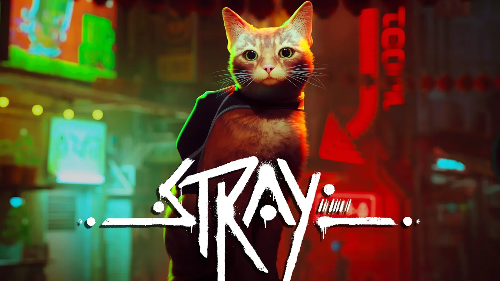 Stray cat video game benefits real cats;  here is how