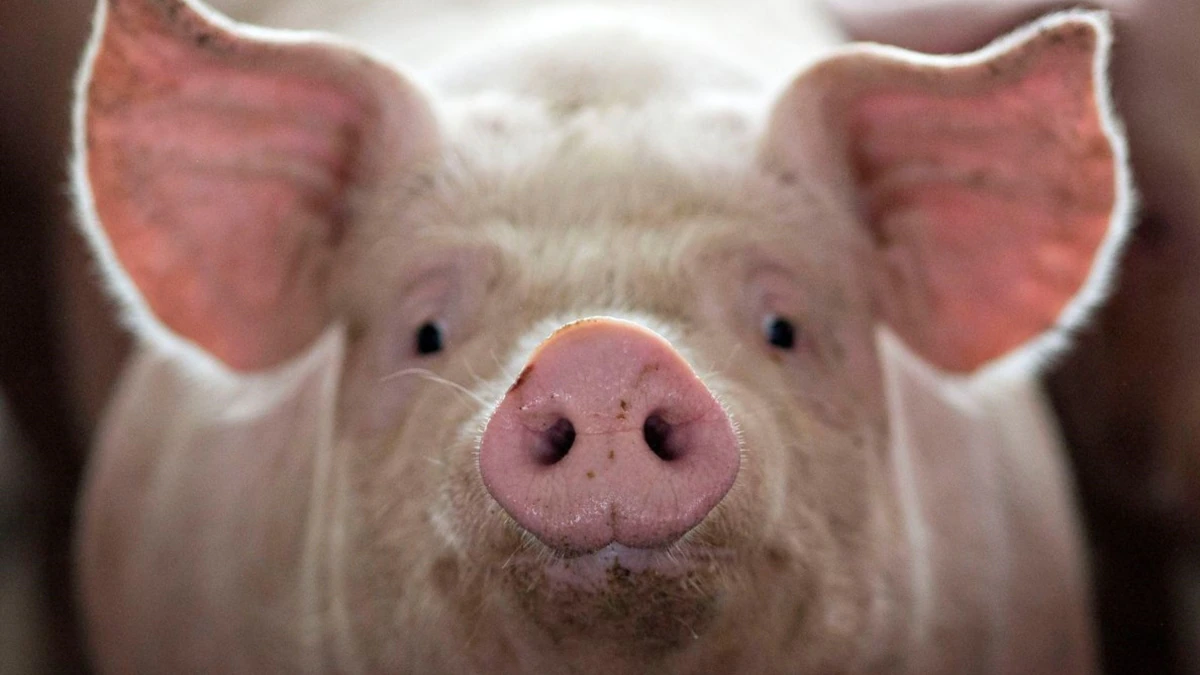 Study: Restoration of cell function in pigs after death