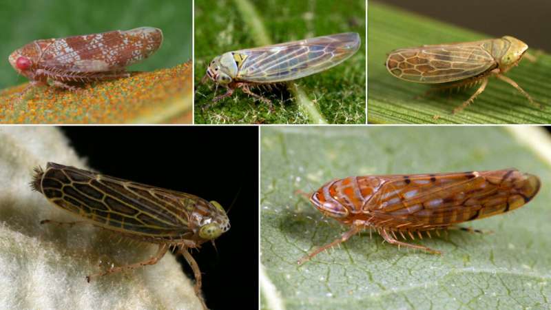 Study tracks plant pathogens in cicadas from natural areas