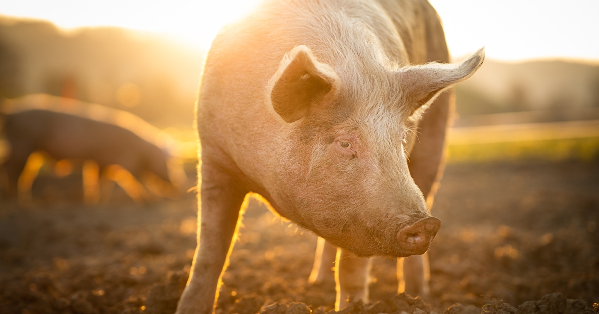 The Yale team partially revives dead pig organs one hour after death