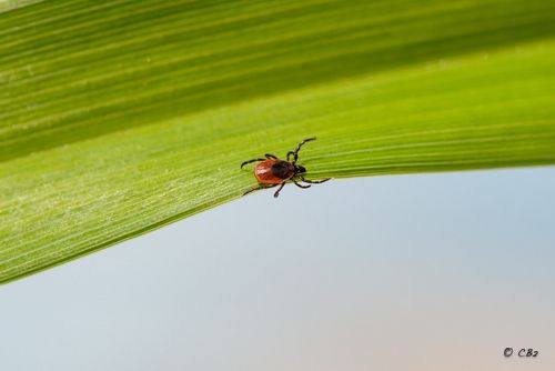 Tick-borne diseases: tracking anaplasmosis