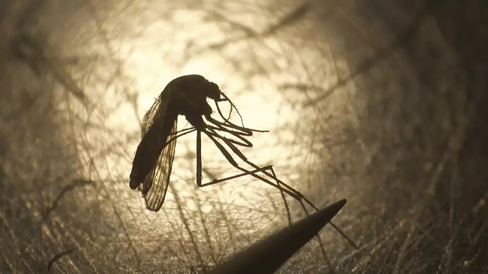 West Nile virus cases are increasing rapidly in Italy.  Do we need to worry?