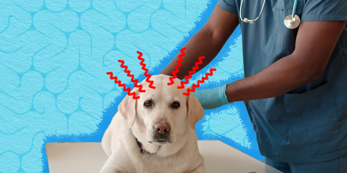 What Are the Symptoms of a Stroke in Dogs?