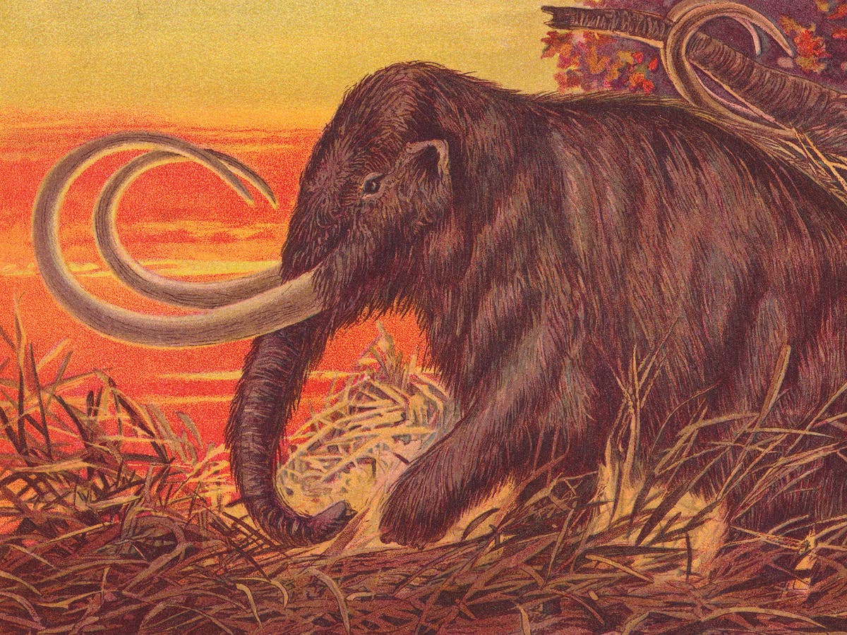 Woolly mammoths are making a comeback.  Shall we eat them?