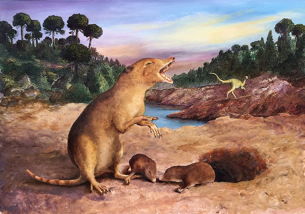 The earliest known mammal, identified by its fossilized teeth, was digging burrows while dinosaurs were still evolving