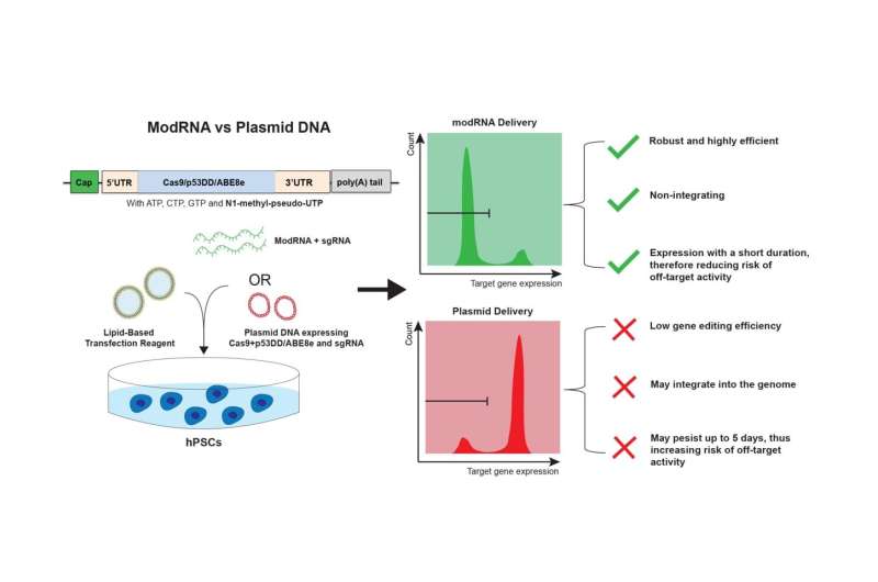 Researchers report that a new approach more than doubles the efficiency of stem cell editing