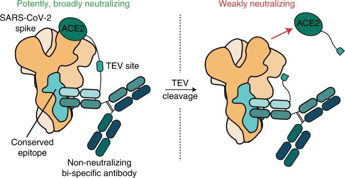 Molecular makeover turns weak antibody into SARS-CoV-2 attacker