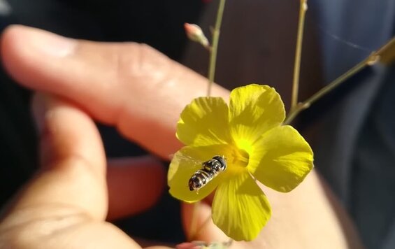 The long and short of a supergene for efficient pollination