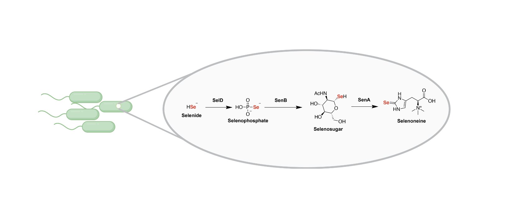 Chemists unveil first route for insertion of selenium into natural products