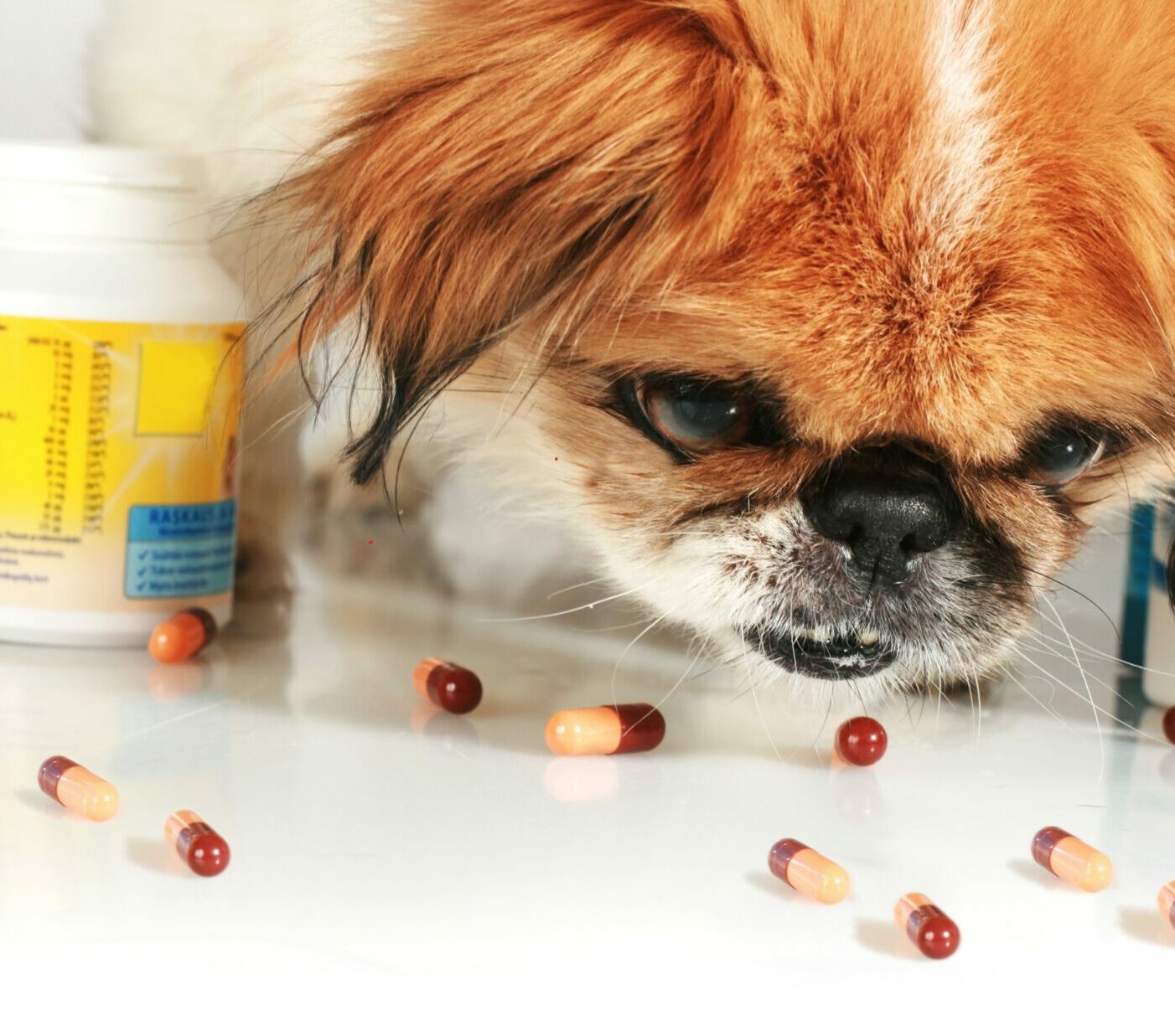 Five human drugs that are dangerous for your pet