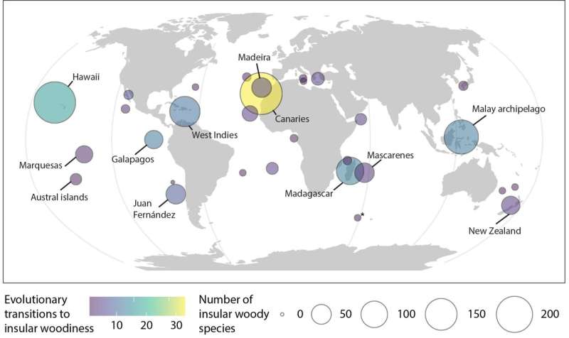 Why plants became lignified worldwide