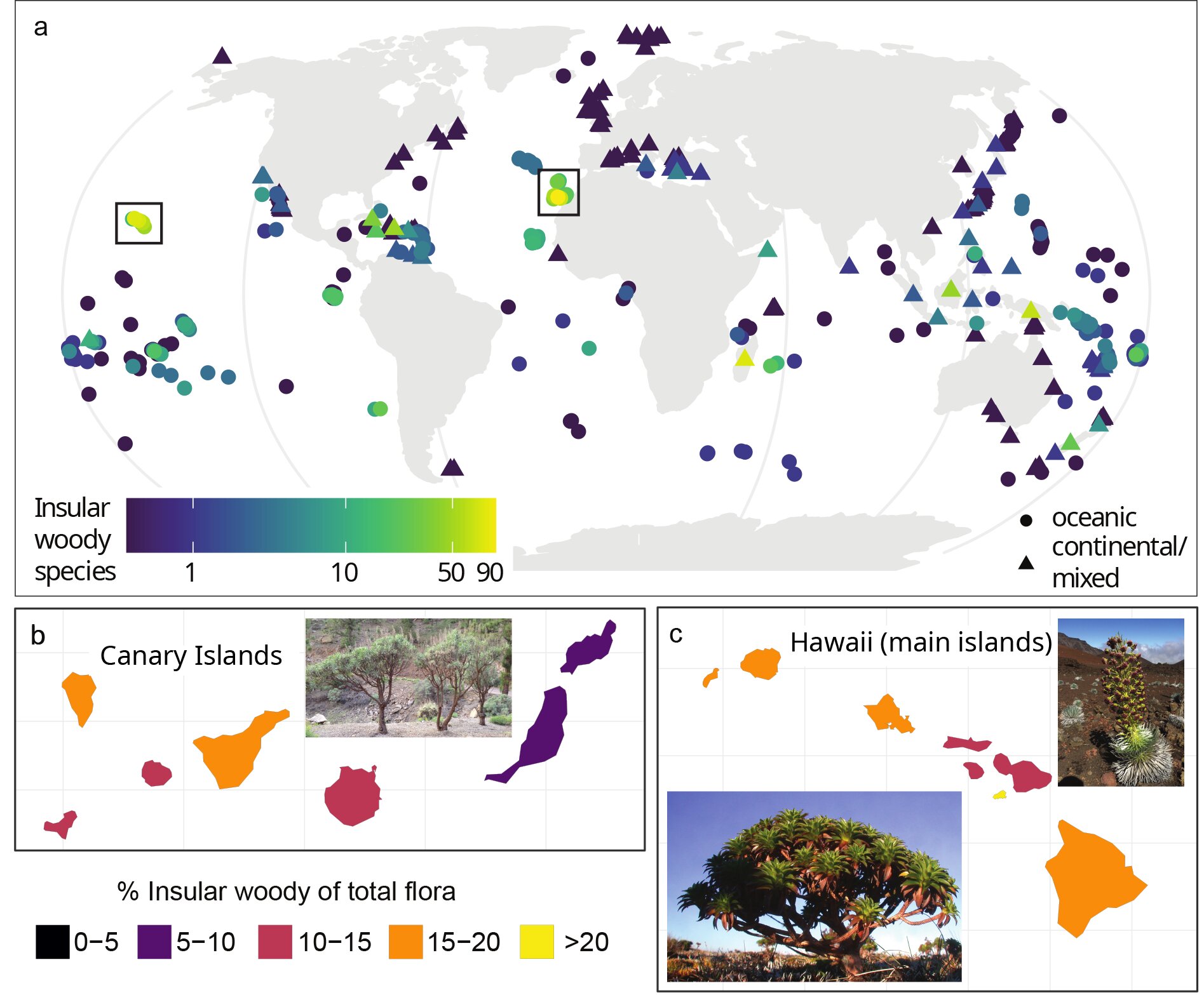 Why plants became lignified worldwide