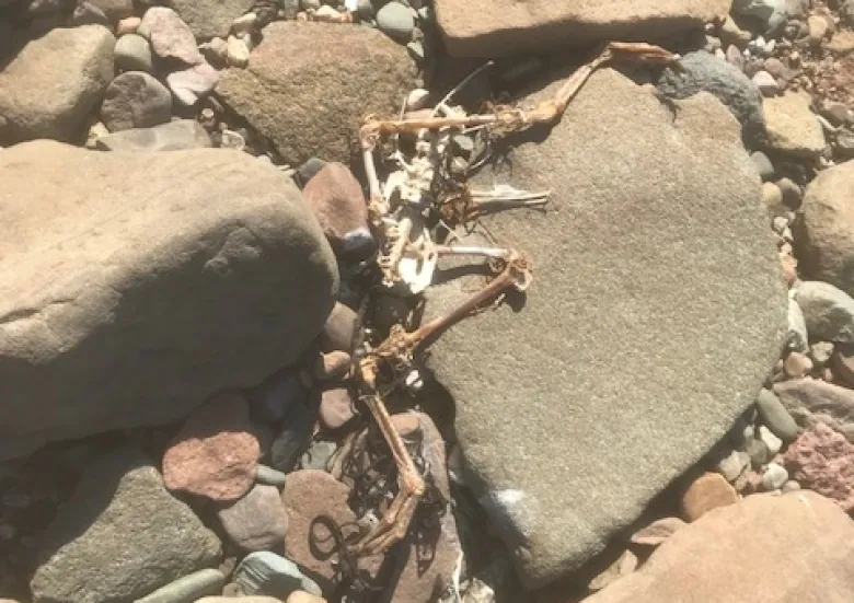 On some rocks lie the bones of a seagull.