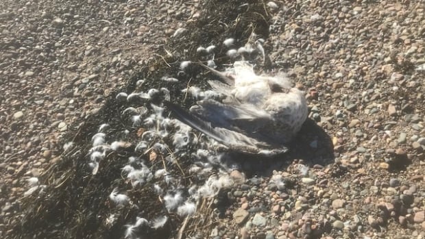 Hundreds of dead seagulls found as Nova Scotia's 'unprecedented' bird flu outbreak continues |  CBC News