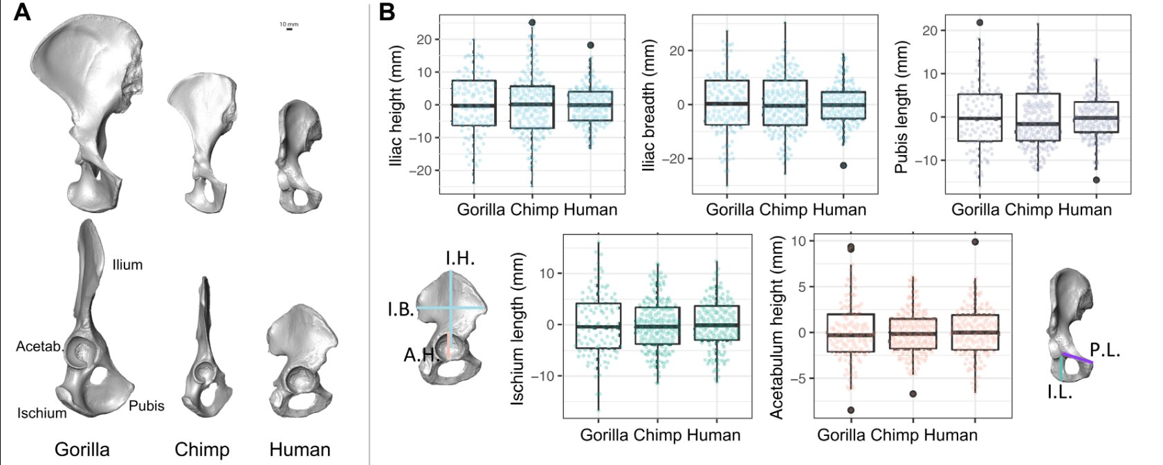 Why do people walk upright?  The secret is in our pelvis