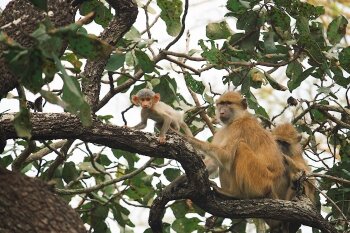 Study: Baby Kinda Baboons become independent faster when mothers are social and dominant