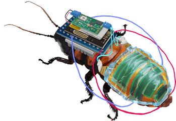 A cyborg cockroach designed by RIKEN for rescue operations.