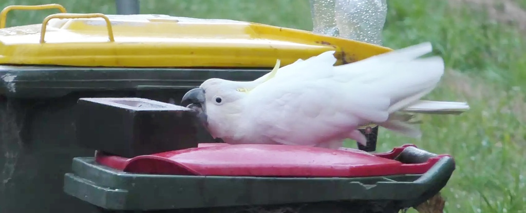 Humans and cockatoos are locked in an escalating 'arms race' in Australia