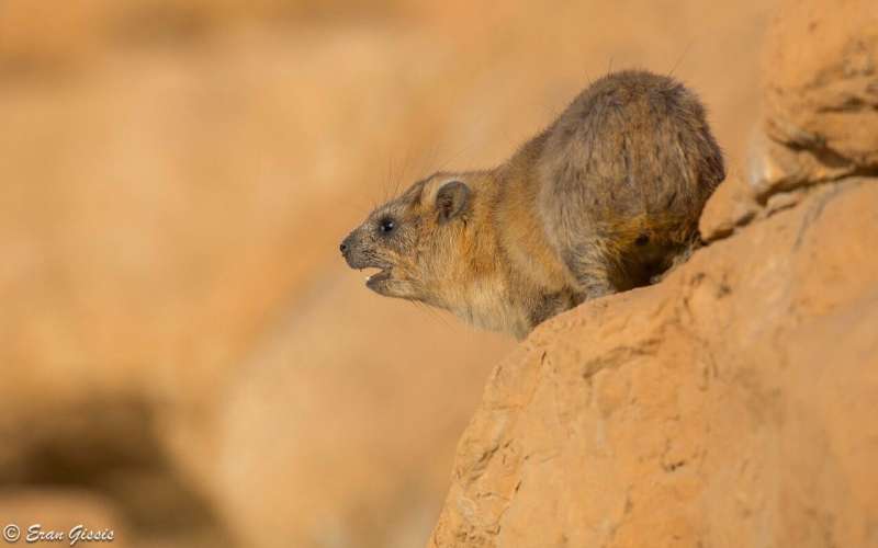 Keeping a beat is linked to reproductive success in male rock hyrax