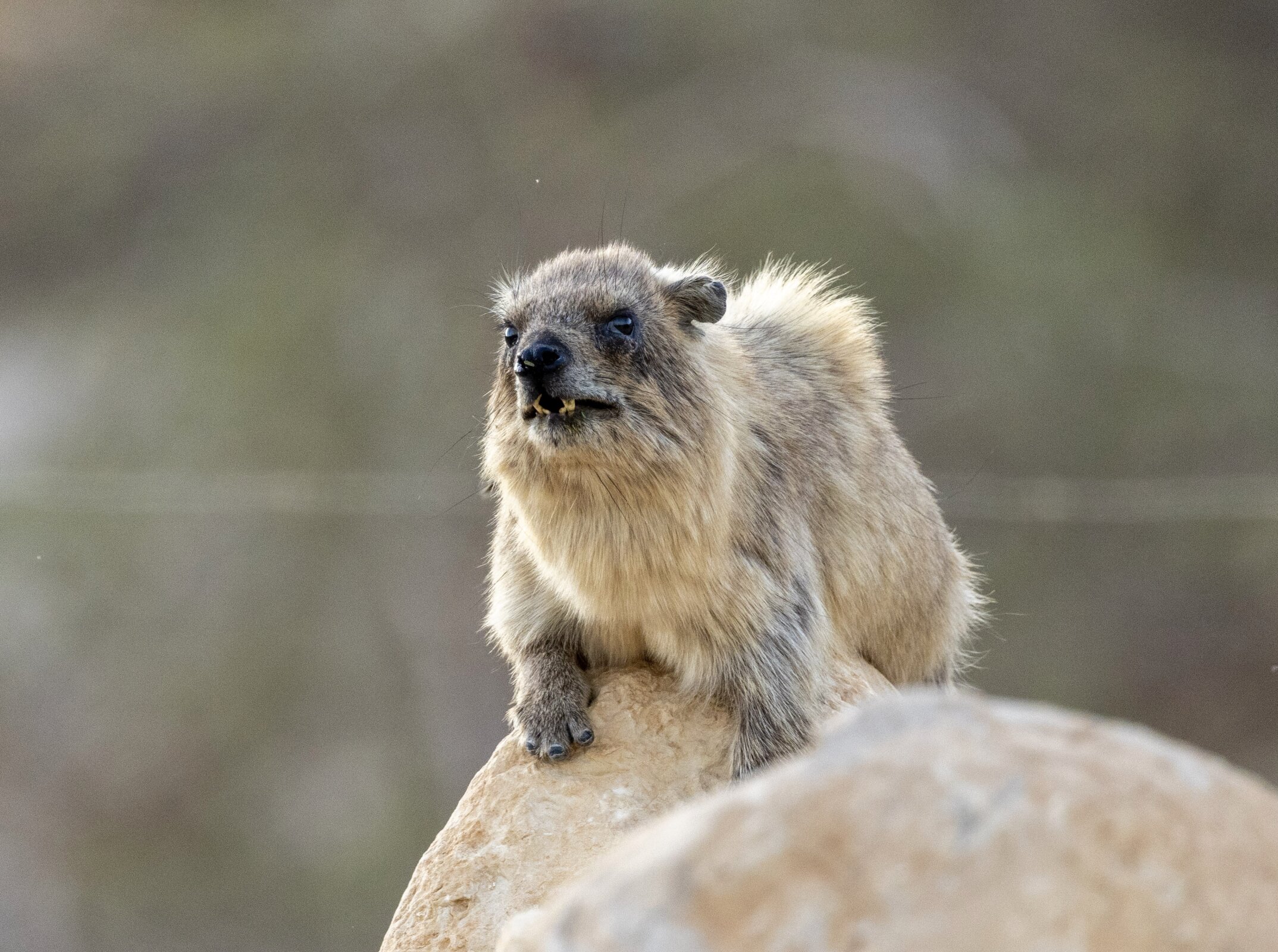 Keeping a beat is linked to reproductive success in male rock hyrax