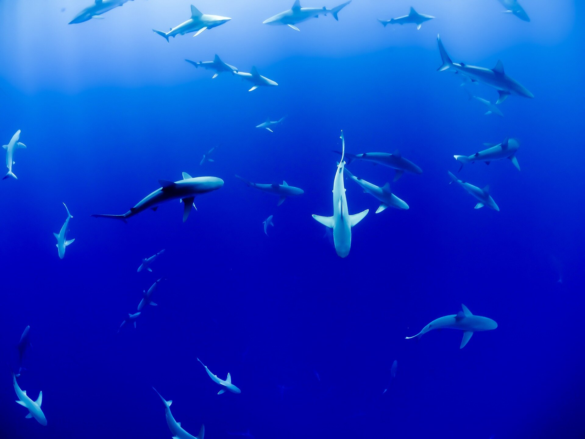 How you can help protect sharks and what doesn't work